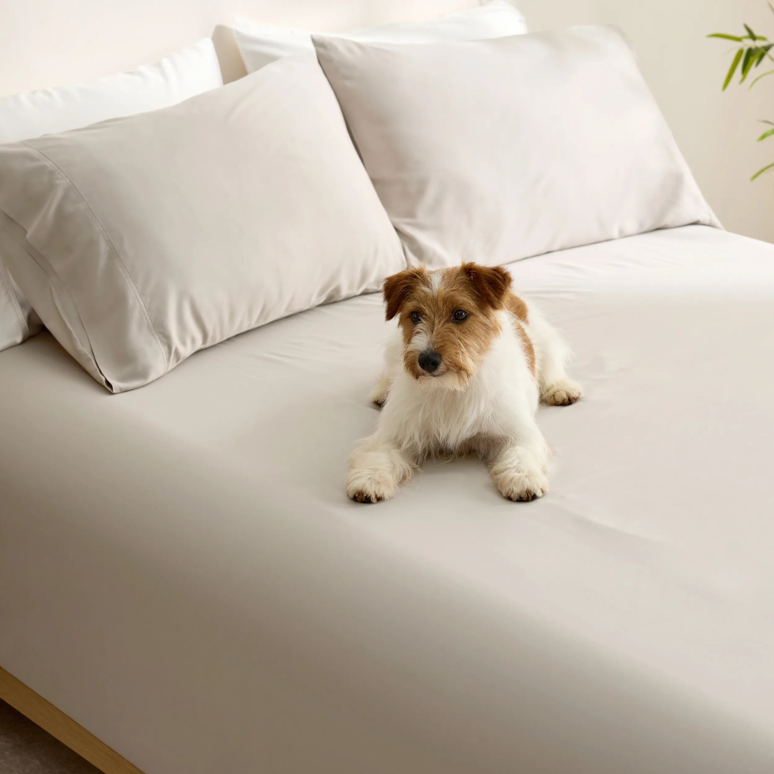 PureWovenTM Organically Grown Bamboo Viscose Fitted Sheet Set