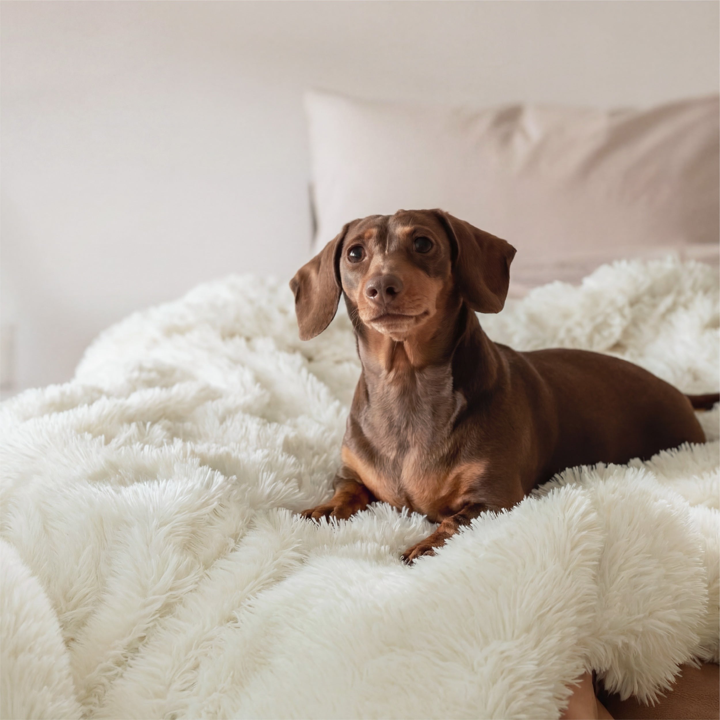 Luxe Faux Fur Blanket