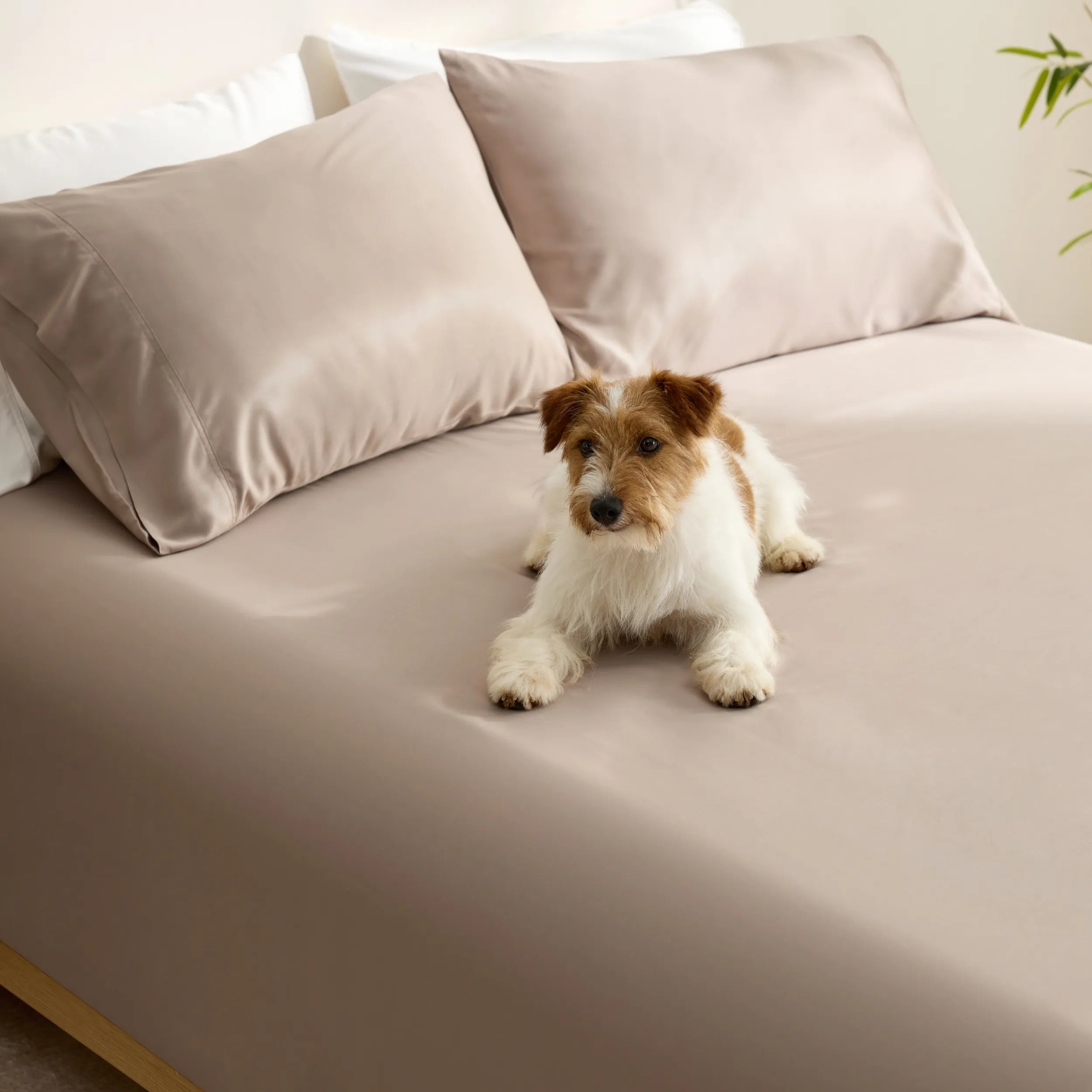 PureWovenTM Organically Grown Bamboo Viscose Fitted Sheet Set